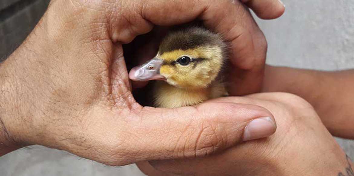 Prayas volunteer rescuing a domestic bird in Surat